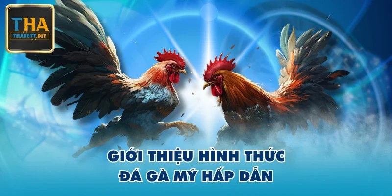 Giới thiệu hình thức đá gà Mỹ hấp dẫn