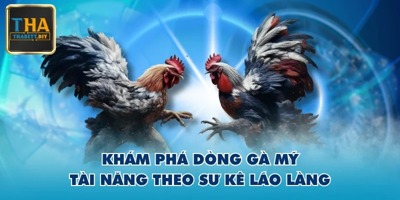 Khám phá dòng gà Mỹ tài năng theo sư kê lão làng